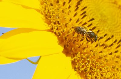abeja posada sobre un girasol