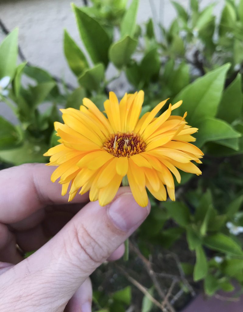 flor de caléndula